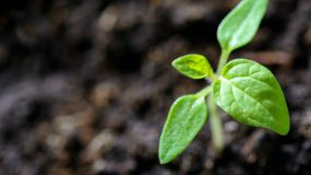 Como tornar a sustentabilidade central para os negócios