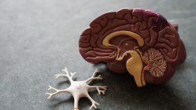 Neurociência organizacional: entender o cérebro é diferencial nos negócios