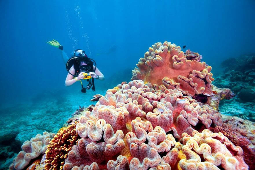 coral avermelhado e um mergulhador tirando fotos na Grande Barreira de Corais na Austrália