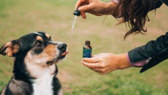 O poder da cannabis no mundo pet