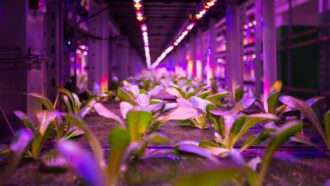Agricultura é central no desenvolvimento pessoal e urbano
