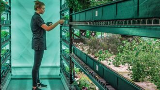 Futuro do trabalho: que habilidades serão necessárias para os empregos verdes?