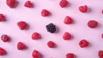 frutas silvestres blackberry e framboesas