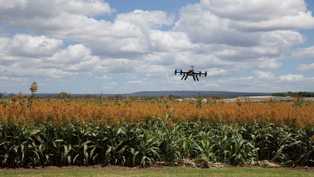 Imagem mostra um drone sobrevoando uma plantação