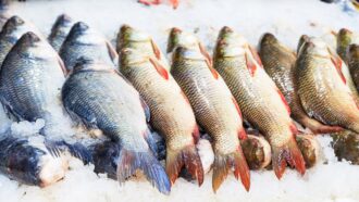 Imagem mostra peixes em cima de gelo para serem vendidos
