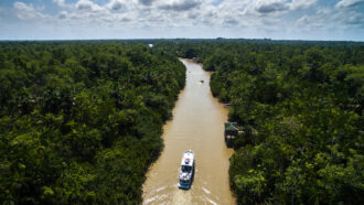 Mais capital intelectual e capital semente para a Amazônia