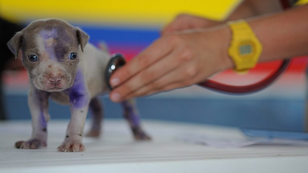 Imagem mostra filhote de cachorro sendo examinado por um veterinário