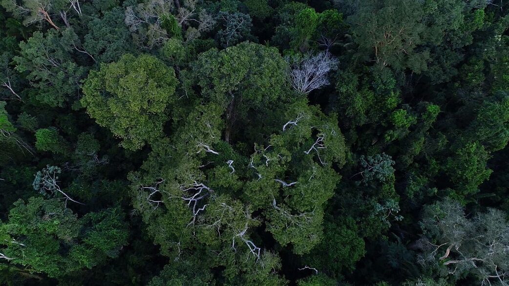 Imagem mostra floresta com árvores grandes vista de cima.