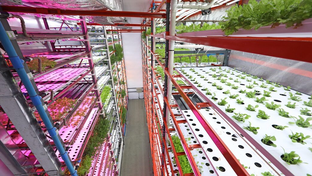 Imagem mostra uma fazenda vertical com prateleiras cheias de hortaliças verdes