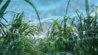 A teia invisível da blockchain e a sustentabilidade do agronegócio