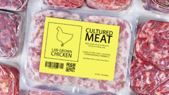 Marco histórico: EUA liberam consumo de carne cultivada em laboratório