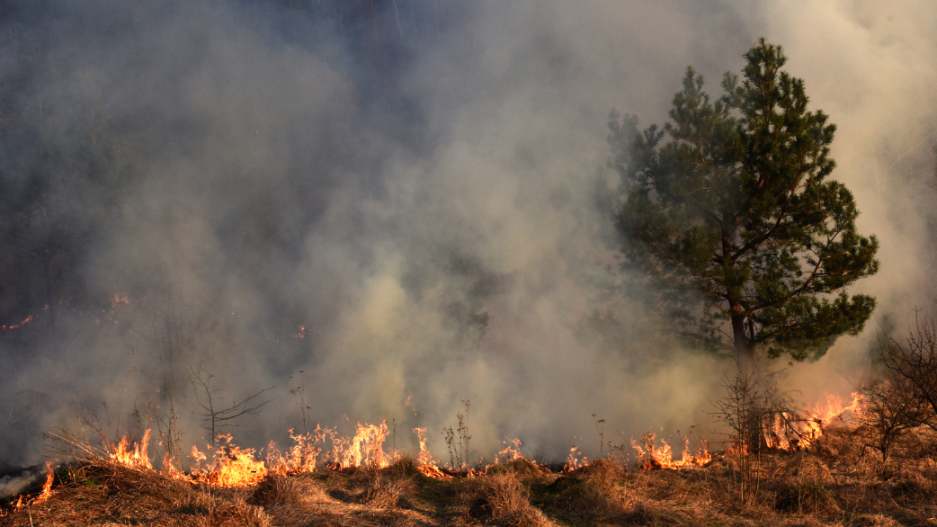 Wildfire Techs: Startups combatem fogo com tecnologia